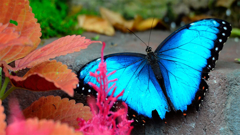 amazon rainforest insects blue morpho butterfly