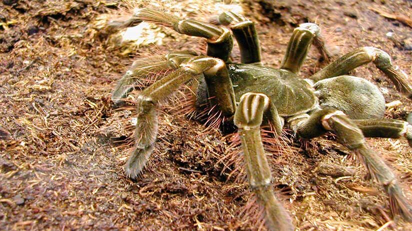 amazon rainforest insects goliath birdeater