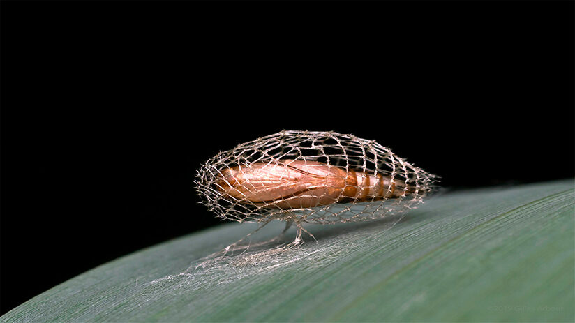 amazon rainforest insects urodid moth cocoon