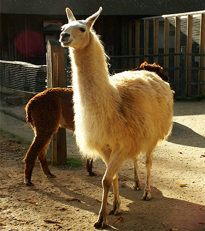 llama