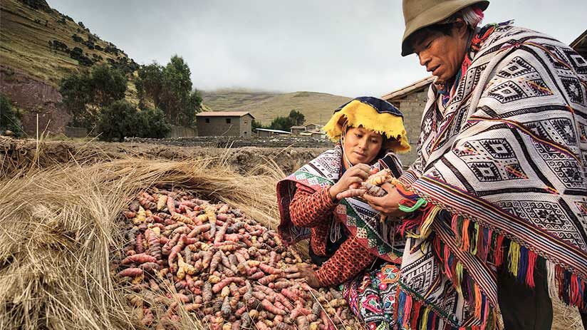 pisac potato park