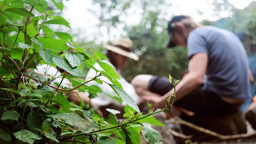 the ayahuasca ritual ending