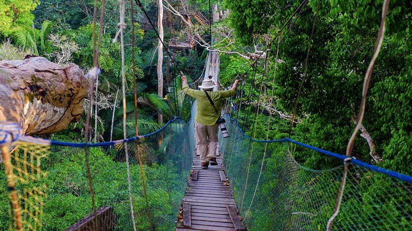 canopy in tambopata national reserve