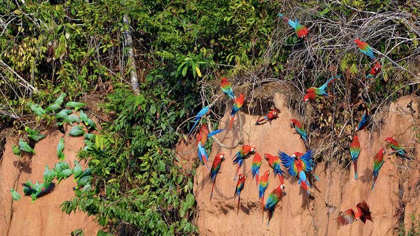 clay licks in tambopata national reserve