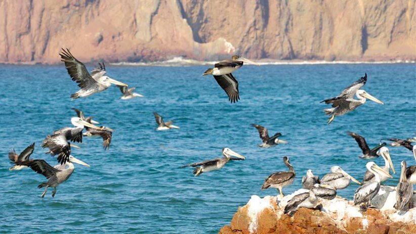 ballestas islands and paracas national reserve