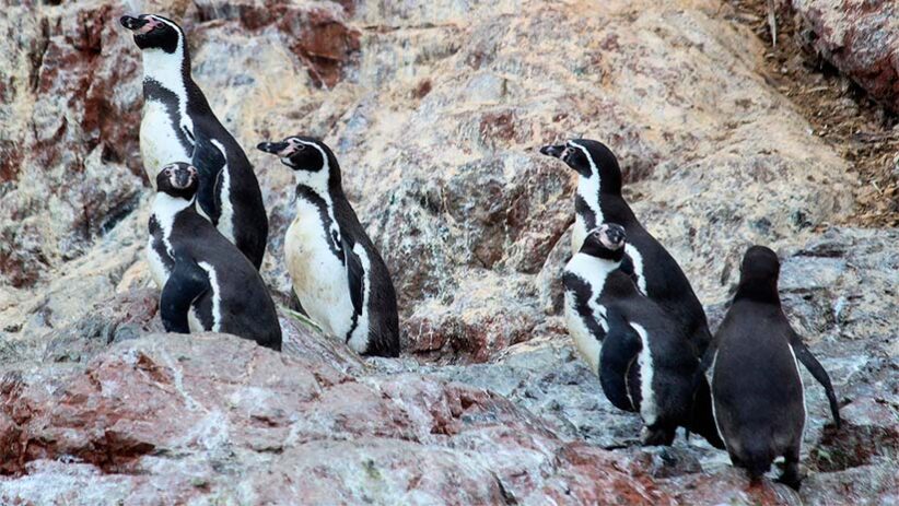 penguins in ballestas islands