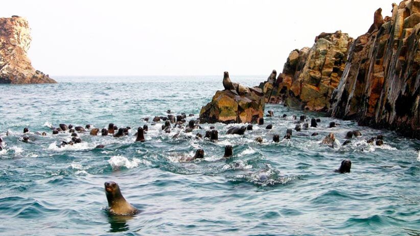 ballestas islands seals