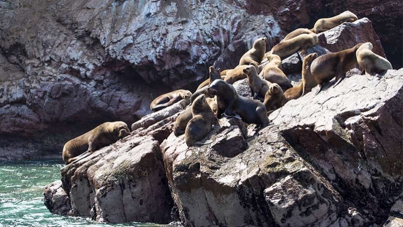 ballestas islands wildlife