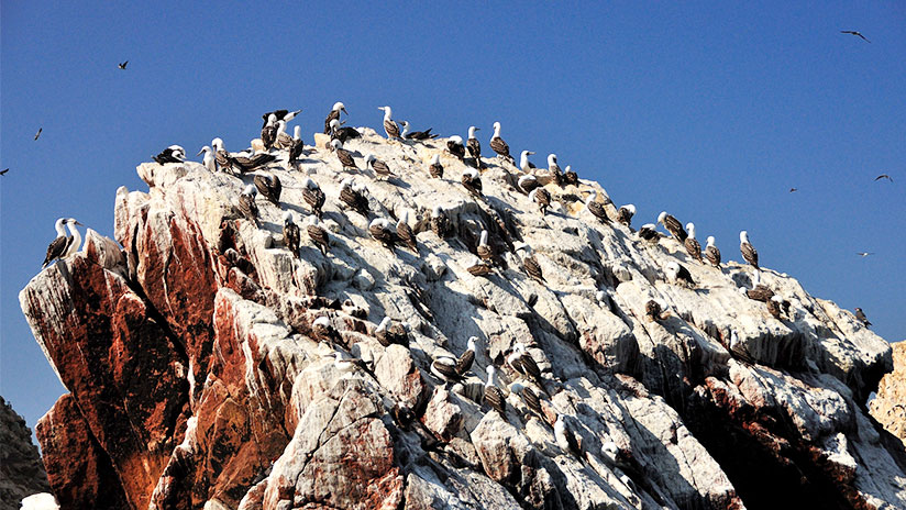 ballestas islands: updated info and prices