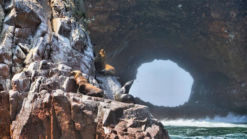 best time to visit the ballestas islands