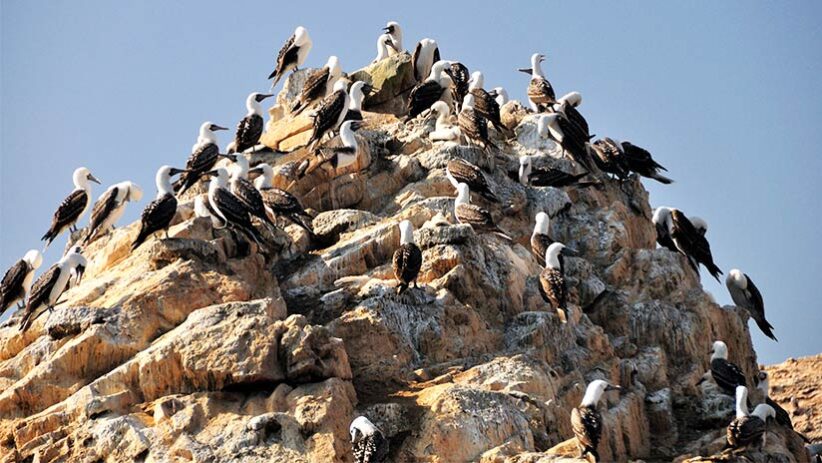 birds in ballestas islands