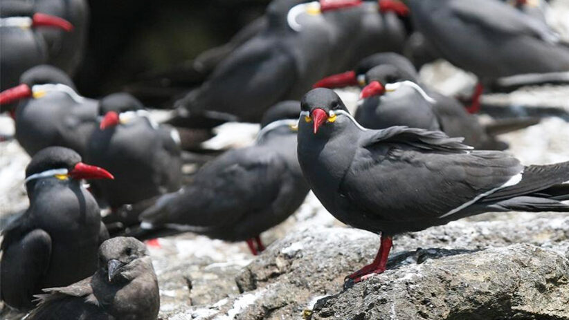 inca terns in ballestas islands