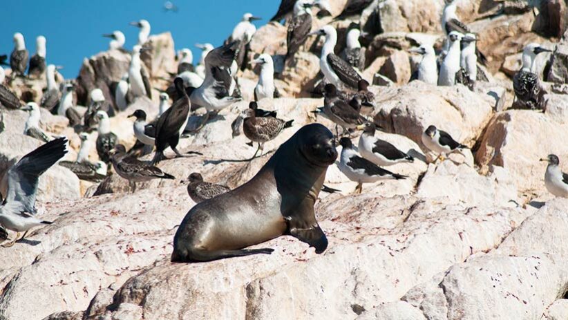 sea lion in ballestas islands