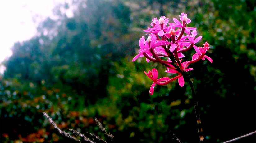 winay wayna orchid