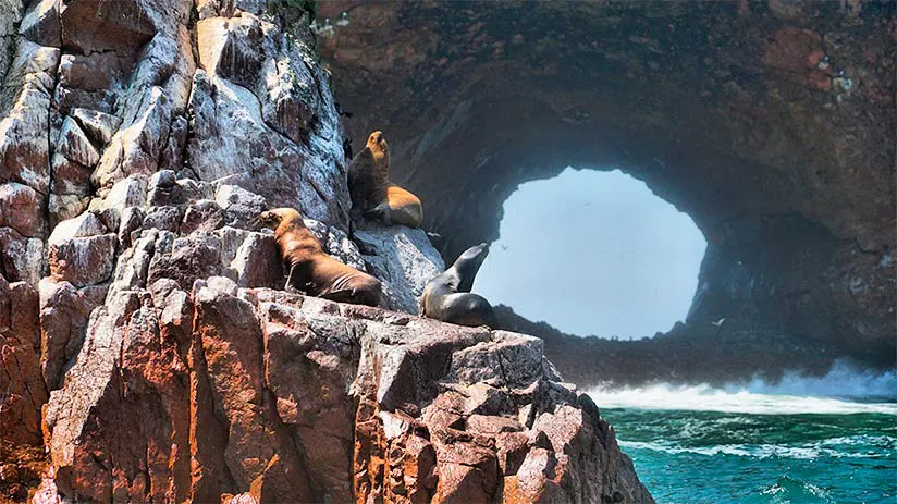 ballestas islands best things to do in peru