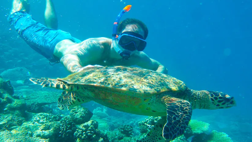 things to do in peru swimming with turtles