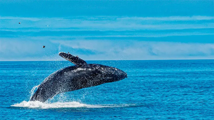 things to do in peru whale watching