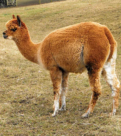 alpaca