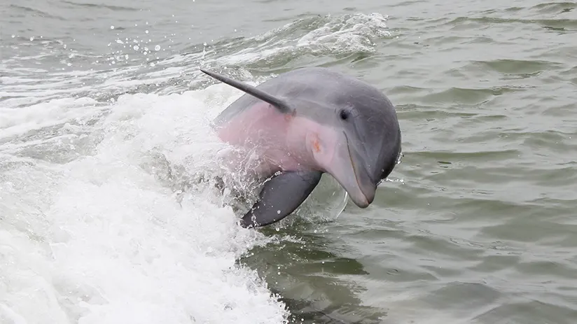 beautiful pink river dolphin