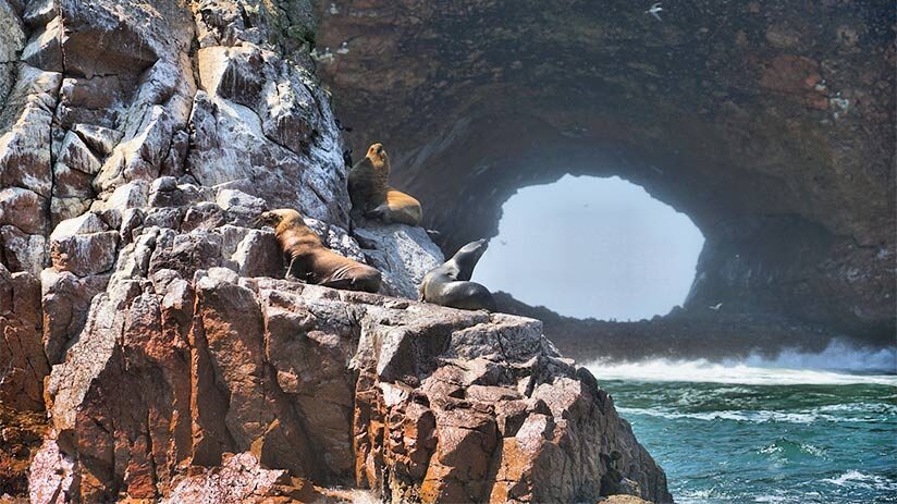 family tours in peru ballestas islands