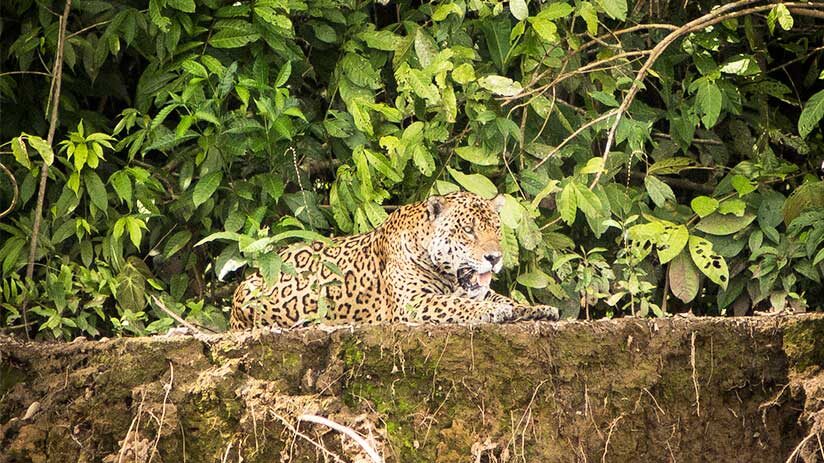 family tours in peru jungle