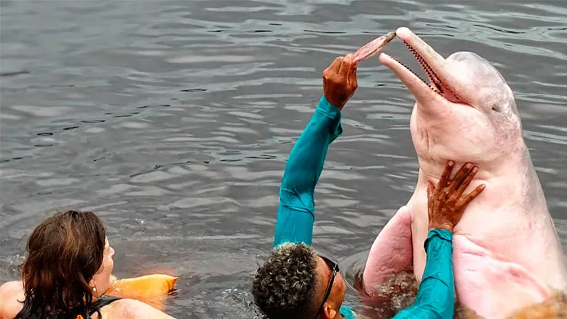 friendly pink river dolphin