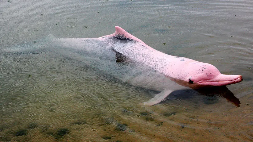 huge pink river dolphin
