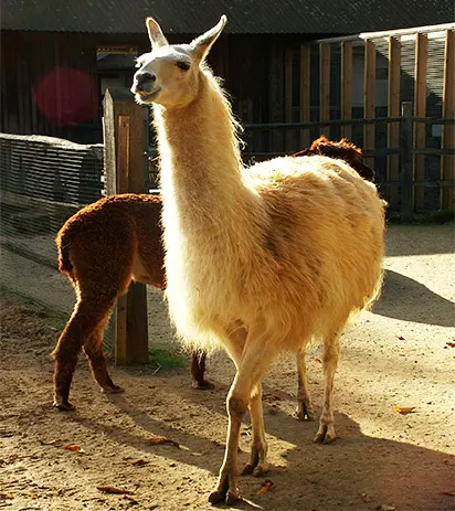 llama fiber