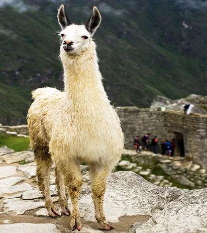 llama