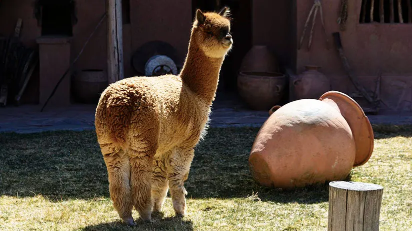 llamas and alpacas in arequipa