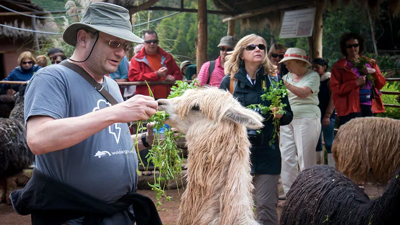 llamas and alpacas in awanacancha