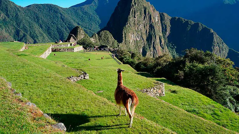 Machu Picchu Llama: The Inca Trail of the Sacred Llamas