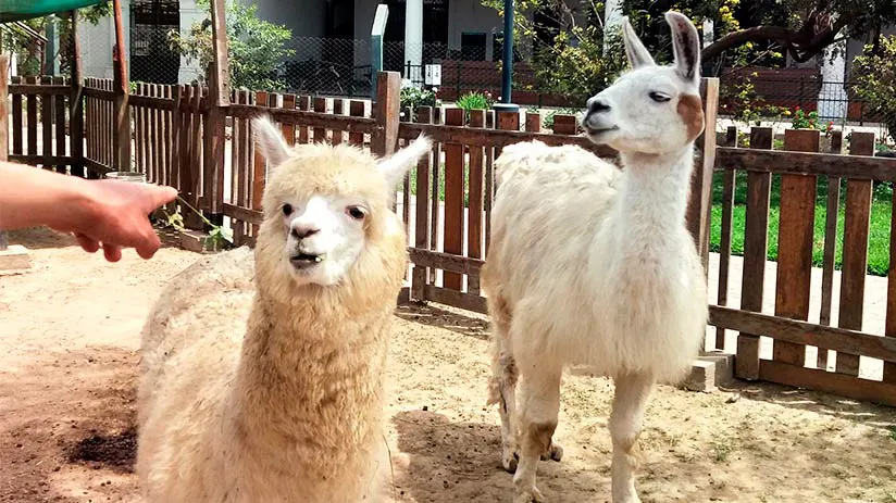 llamas vs alpacas