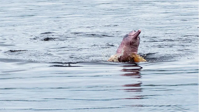 lone animals pink river dolphin