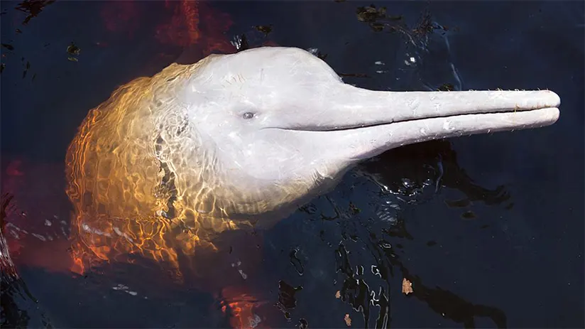 lonely pink river dolphin