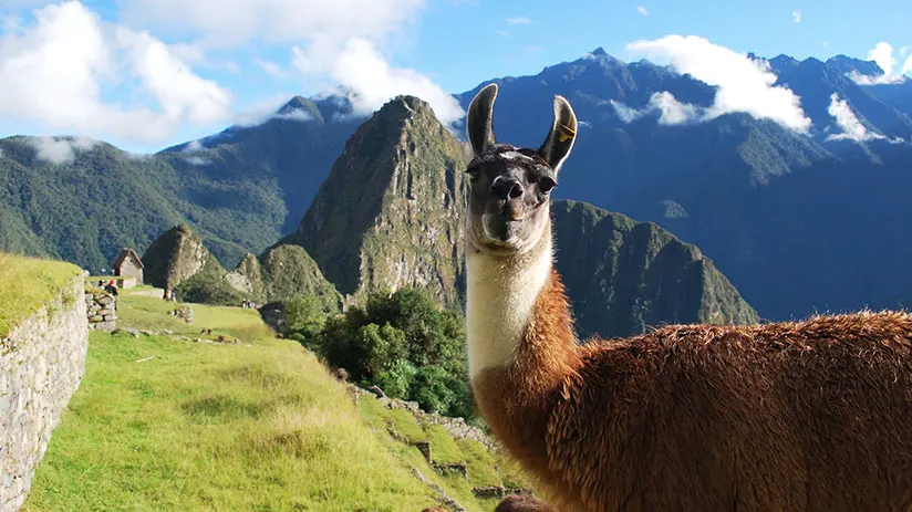 machu picchu llamas and alpacas