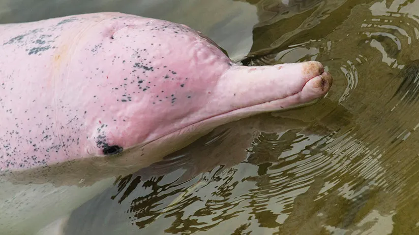 pink dolphin skin