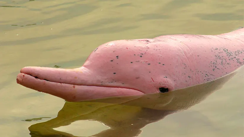 pink river dolphin face