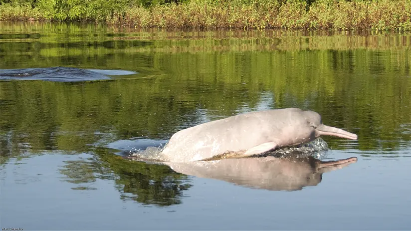 pink river dolphin habitat