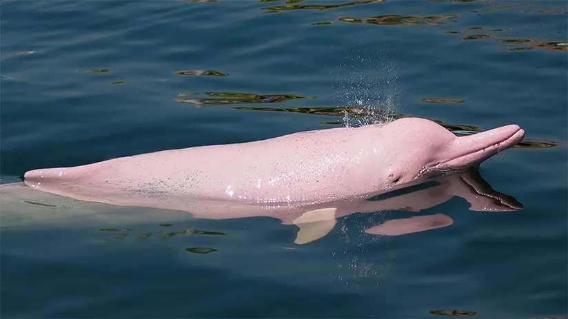 pink river dolphin