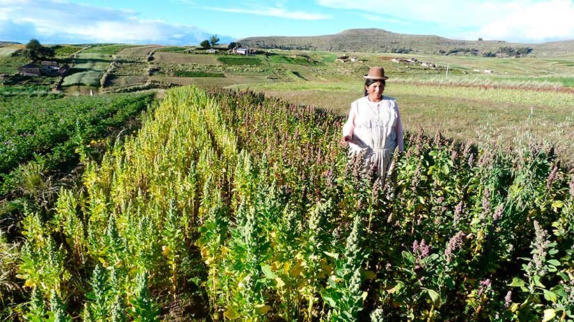 quinoa contains antioxidants