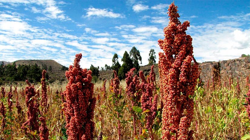 quinoa in peru and the andes