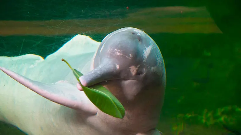 smart pink river dolphin