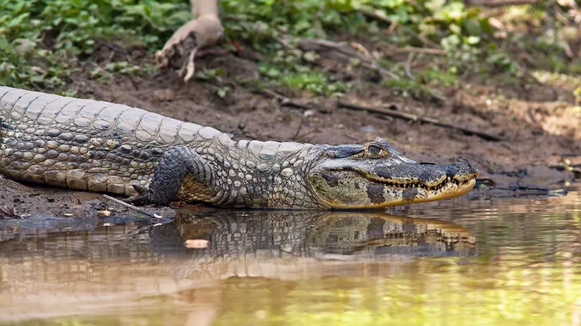 amazon in peru tour