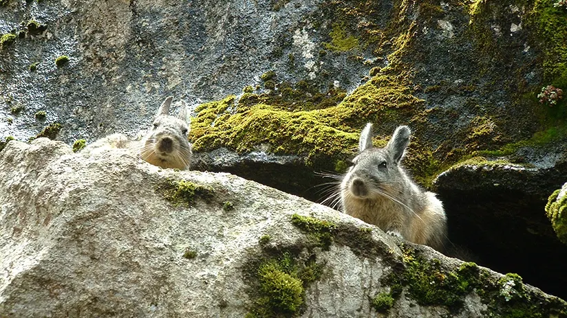 huayna picchu fauna