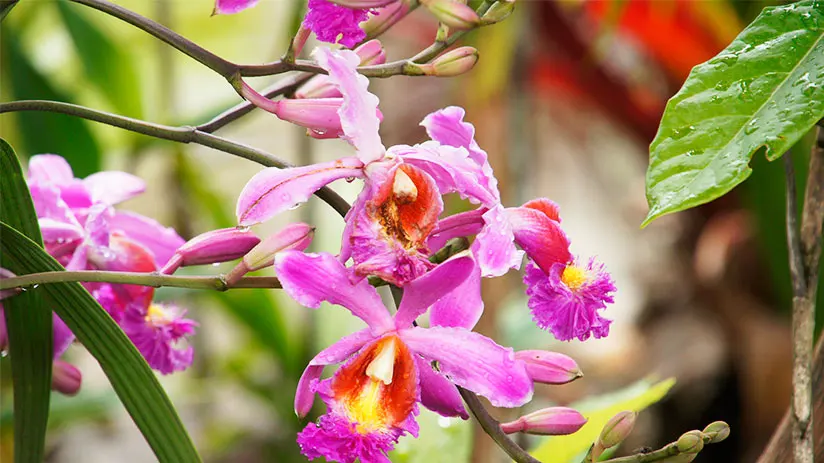 huayna picchu flora