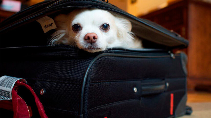 lima airport pets