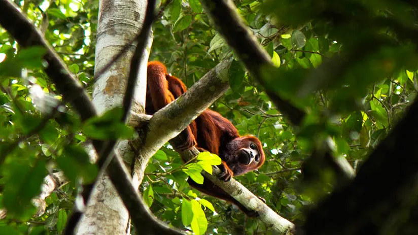 peruvian amazon tours