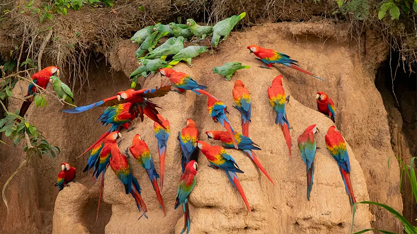 tambopata national reserve