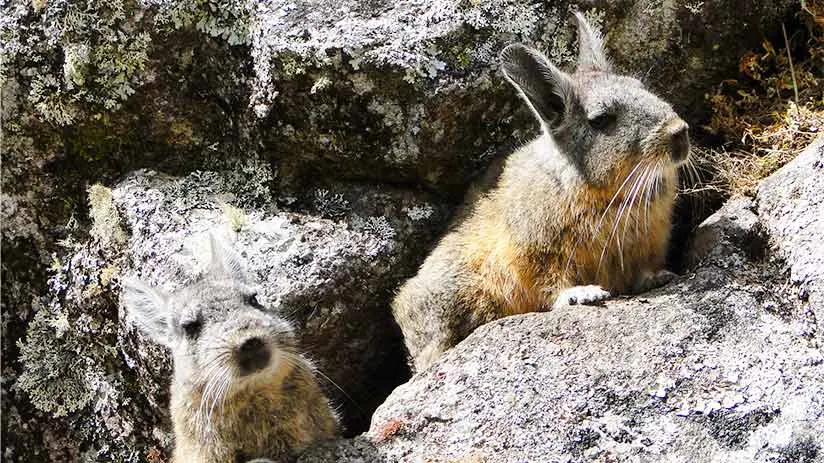 machu picchu located and vizcacha